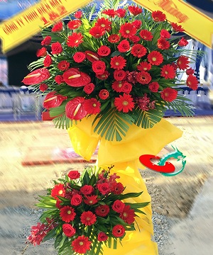 Năng Lượng Sống 2411-KM13